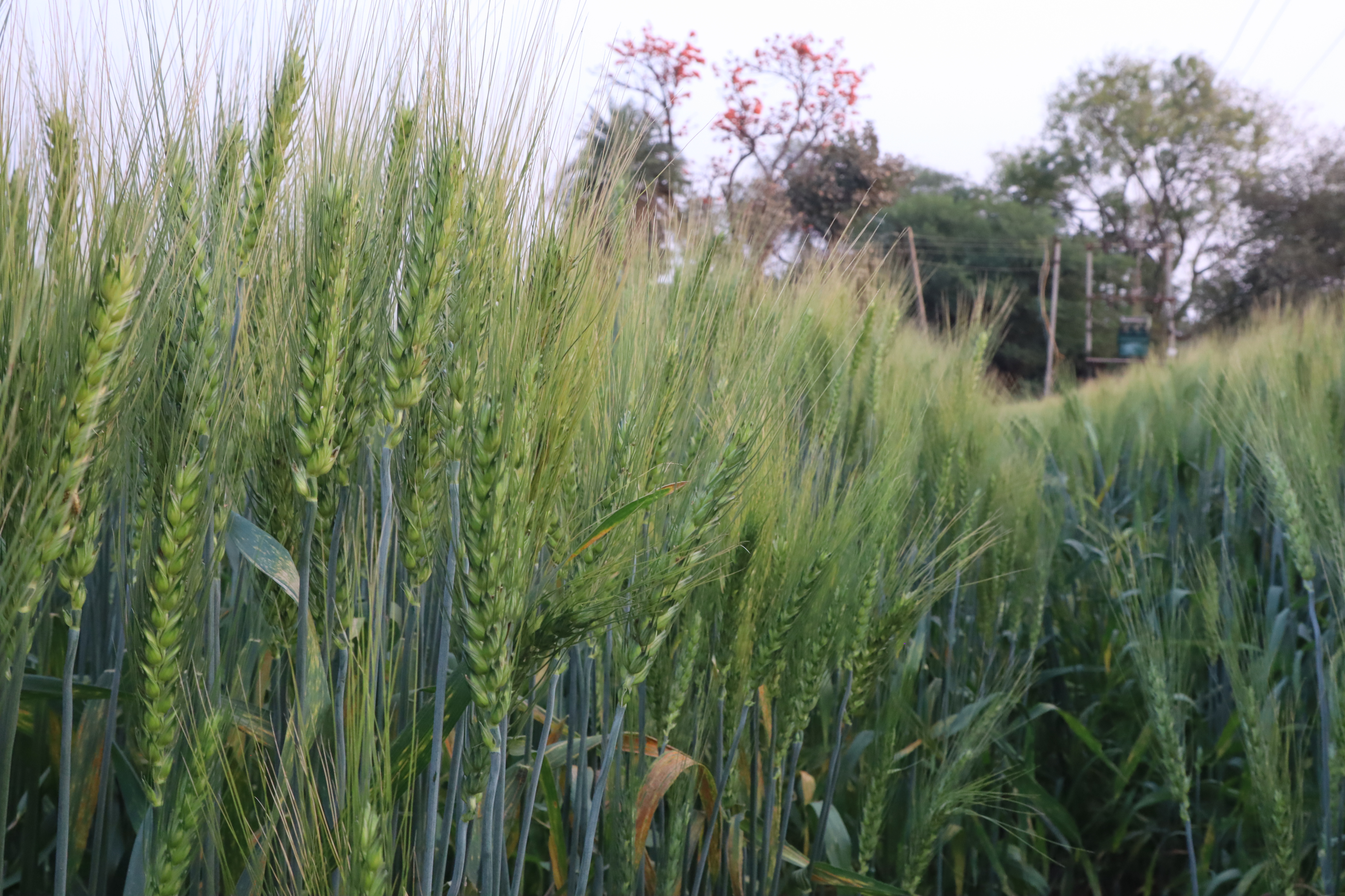 Pusa Vakula HI 1636 Wheat Seed